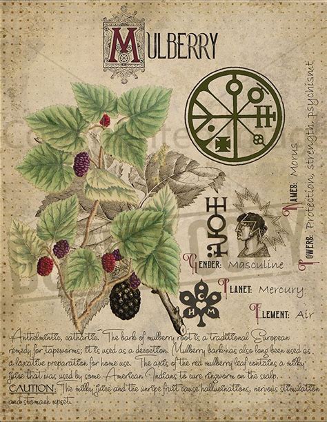 The Mulberry Magical Book: A Portal to Adventure